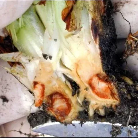 thumbnail for publication: Colletotrichum Crown Rot (Anthracnose Crown Rot) of Strawberry